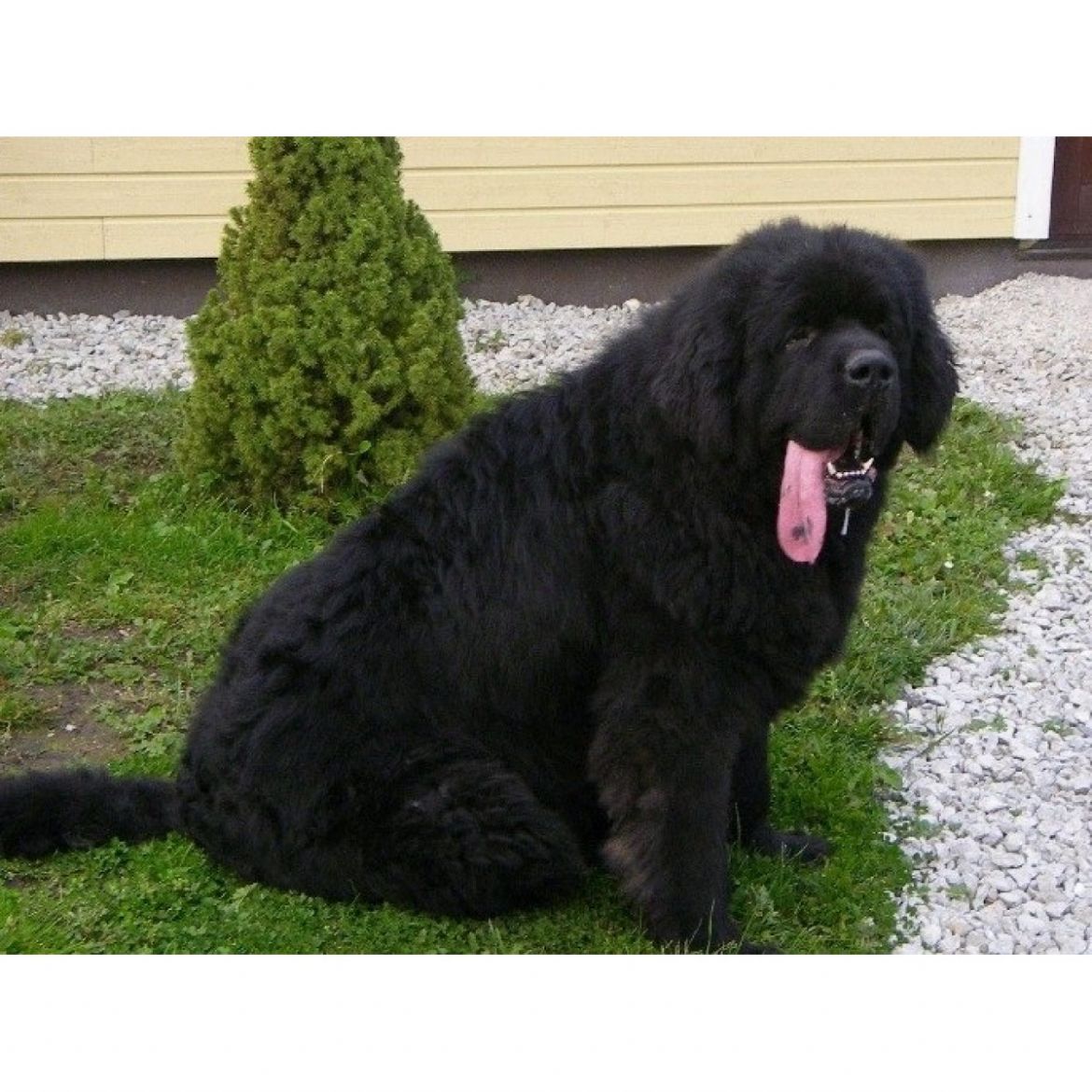 R Waterbear Admiral (09-09-2006)